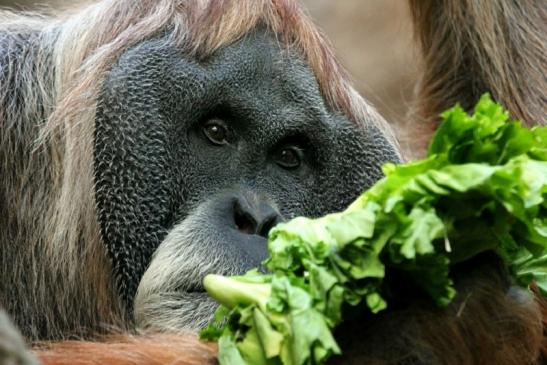 Orang Utan Zoo Frankfurt am Main 2013