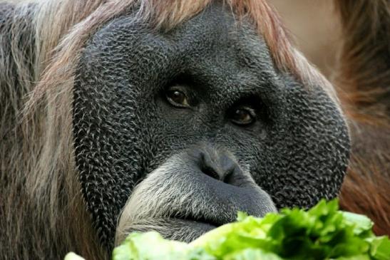 Orang Utan Zoo Frankfurt am Main 2013