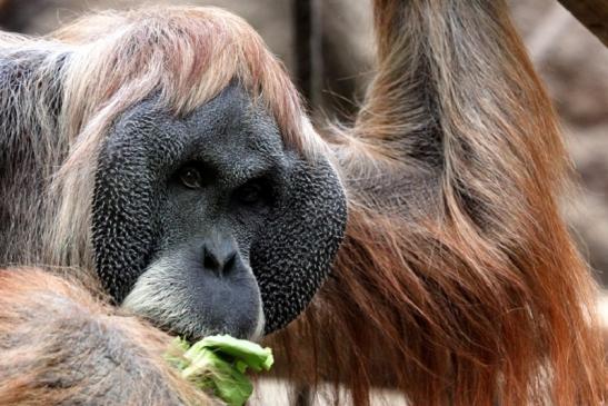 Orang Utan Zoo Frankfurt am Main 2013