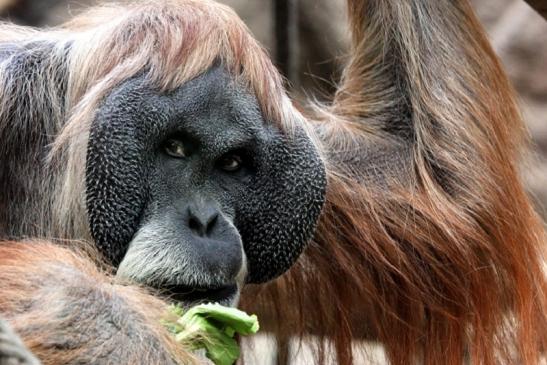 Orang Utan Zoo Frankfurt am Main 2013