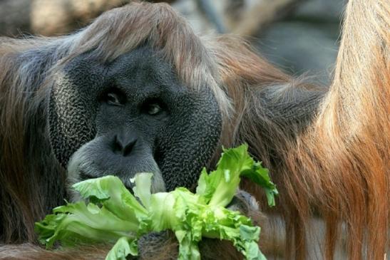 Orang Utan Zoo Frankfurt am Main 2013