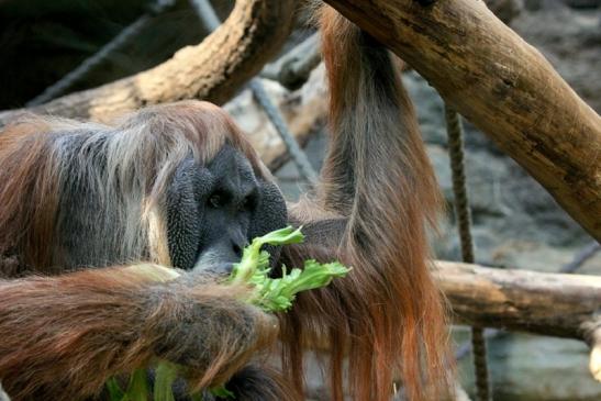 Orang Utan Zoo Frankfurt am Main 2013