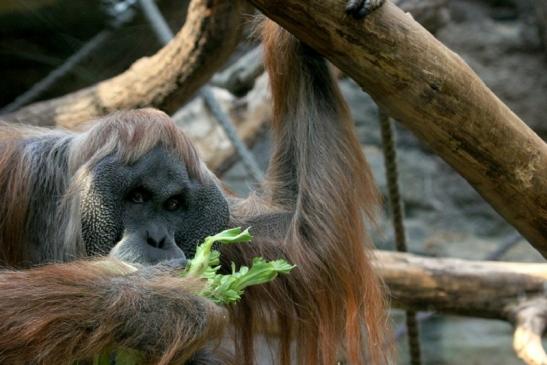 Orang Utan Zoo Frankfurt am Main 2013