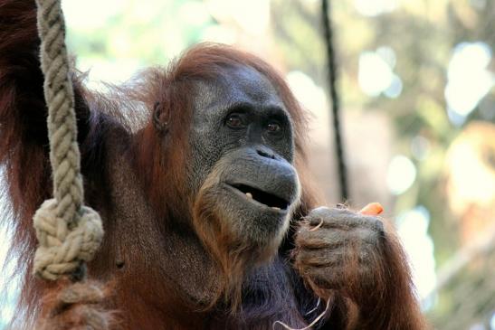 Orang Utan Zoo Frankfurt am Main 2013