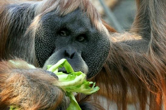 Orang Utan Zoo Frankfurt am Main 2013