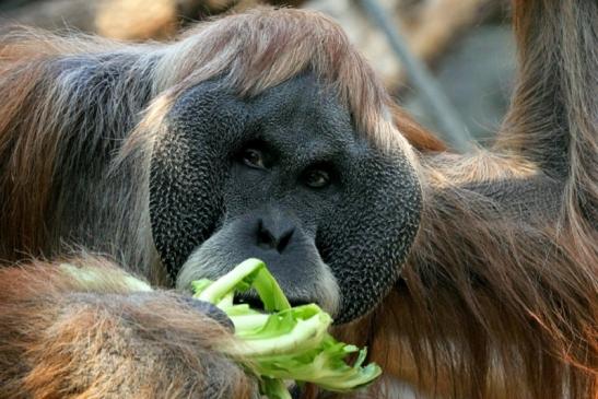 Orang Utan Zoo Frankfurt am Main 2013