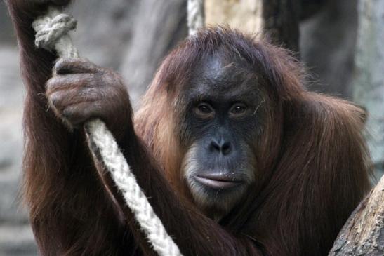 Orang Utan Zoo Frankfurt am Main 2013