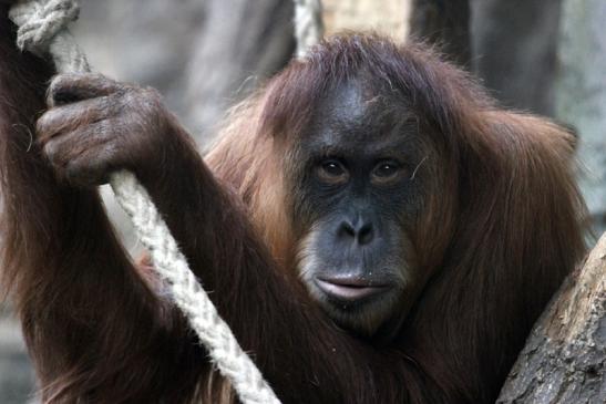 Orang Utan Zoo Frankfurt am Main 2013