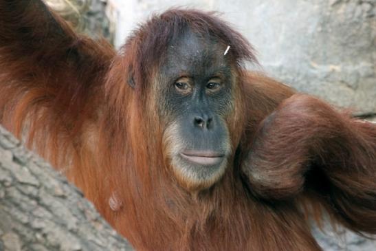 Orang Utan Zoo Frankfurt am Main 2013