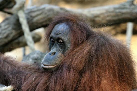 Orang Utan Zoo Frankfurt am Main 2013