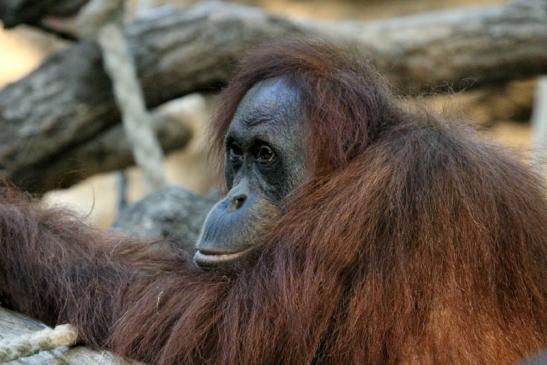 Orang Utan Zoo Frankfurt am Main 2013