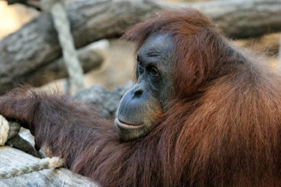 Orang Utan Zoo Frankfurt am Main 2013