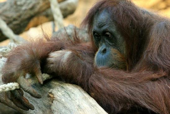 Orang Utan Zoo Frankfurt am Main 2013