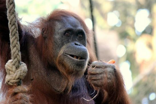 Orang Utan Zoo Frankfurt am Main 2013