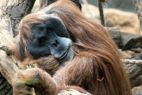 Orang Utan Zoo Frankfurt am Main 2013