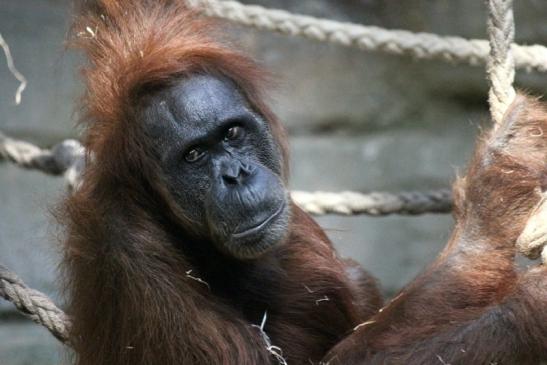 Orang Utan Zoo Frankfurt am Main 2013