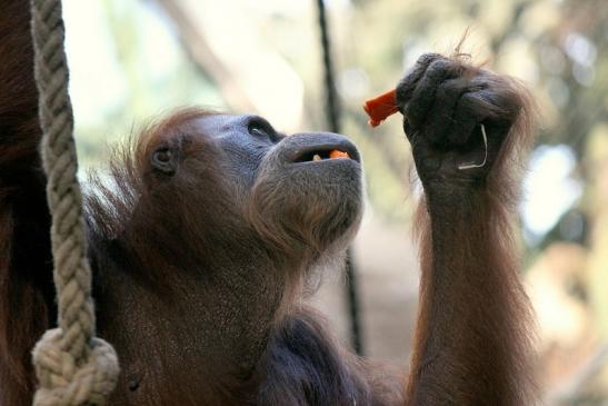 Orang Utan Zoo Frankfurt am Main 2013