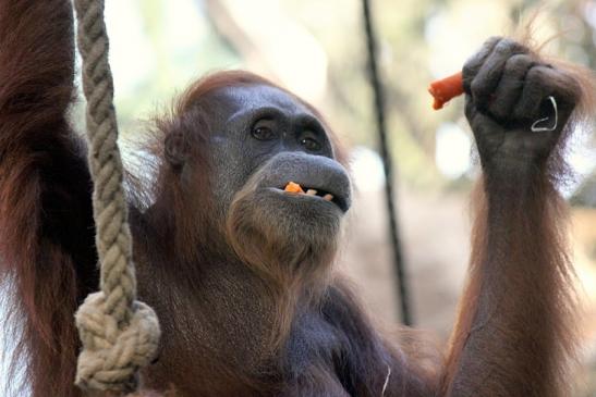 Orang Utan Zoo Frankfurt am Main 2013