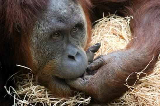 Orang Utan Zoo Frankfurt am Main 2013