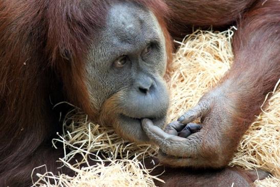 Orang Utan Zoo Frankfurt am Main 2013