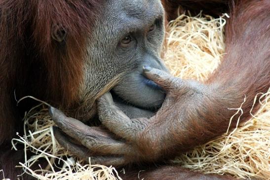 Orang Utan Zoo Frankfurt am Main 2013