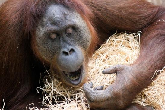 Orang Utan Zoo Frankfurt am Main 2013