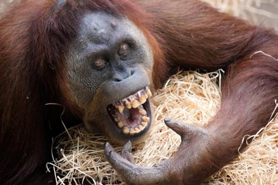 Orang Utan Zoo Frankfurt am Main 2013