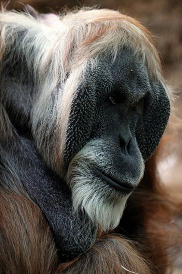 Orang Utan Zoo Frankfurt am Main 2014