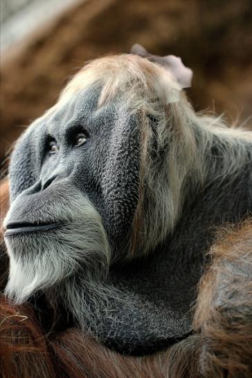 Orang Utan Zoo Frankfurt am Main 2014