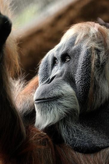 Orang Utan Zoo Frankfurt am Main 2014