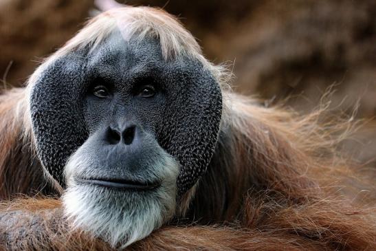 Orang Utan Zoo Frankfurt am Main 2014