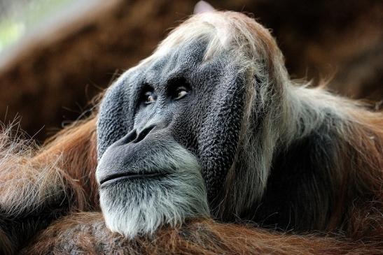 Orang Utan Zoo Frankfurt am Main 2014