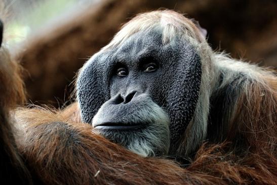 Orang Utan Zoo Frankfurt am Main 2014