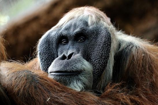 Orang Utan Zoo Frankfurt am Main 2014