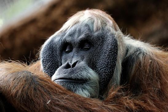 Orang Utan Zoo Frankfurt am Main 2014