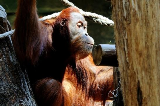 Orang Utan Zoo Frankfurt am Main 2014