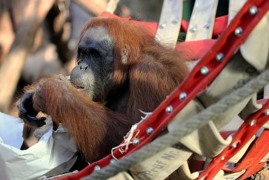 Orang Utan Zoo Frankfurt am Main 2014