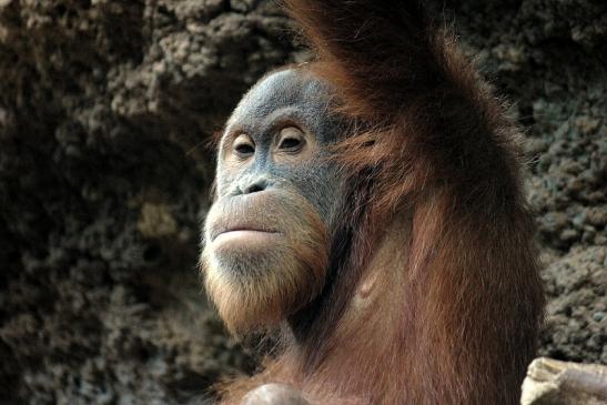 Orang Utan Zoo Frankfurt am Main 2014