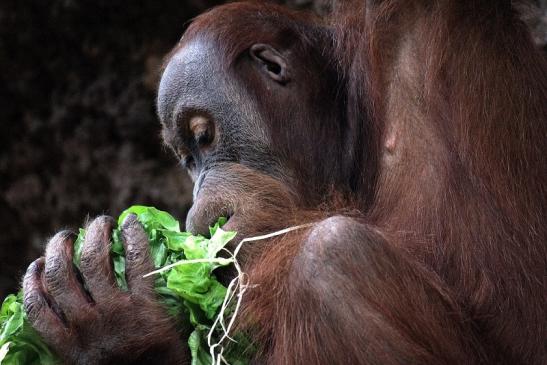 Orang Utan Zoo Frankfurt am Main 2014