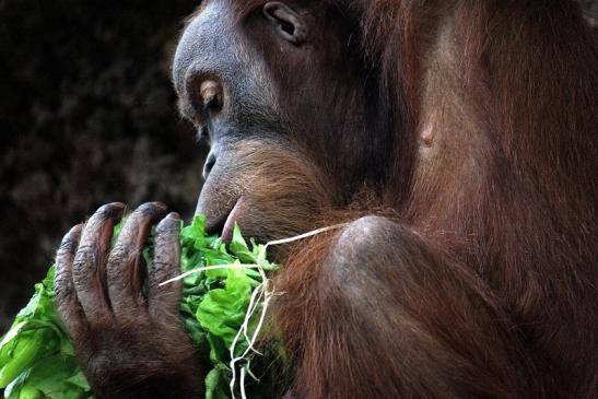 Orang Utan Zoo Frankfurt am Main 2014