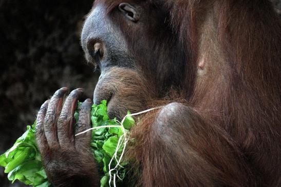 Orang Utan Zoo Frankfurt am Main 2014