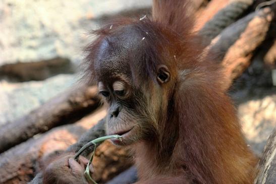 Orang Utan Zoo Frankfurt am Main 2014