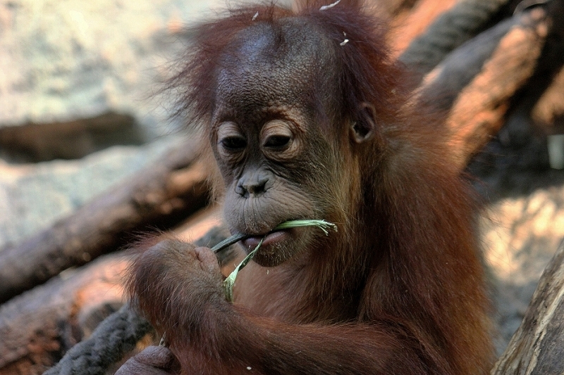 Orang Utan Zoo Frankfurt am Main 2014