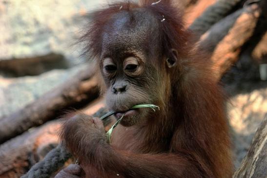 Orang Utan Zoo Frankfurt am Main 2014