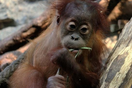 Orang Utan Zoo Frankfurt am Main 2014