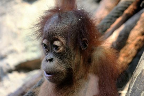 Orang Utan Zoo Frankfurt am Main 2014