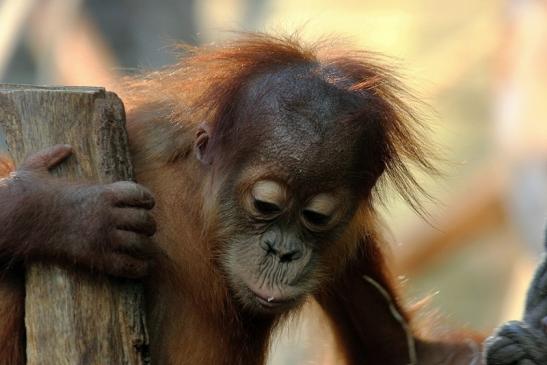 Orang Utan Zoo Frankfurt am Main 2014