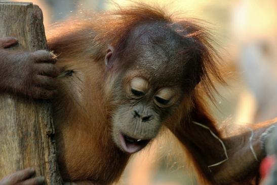 Orang Utan Zoo Frankfurt am Main 2014