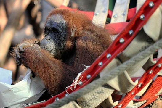 Orang Utan Zoo Frankfurt am Main 2014