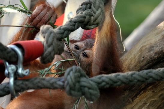 Orang Utan Zoo Frankfurt am Main 2014